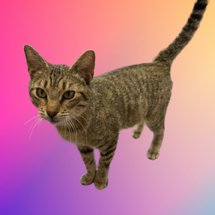 TUSC-Stray-80177
