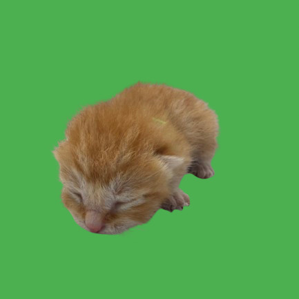 TUSC-Stray-80180_2