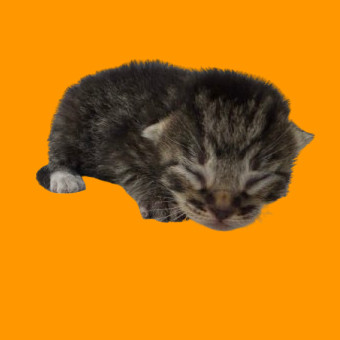 TUSC-Stray-80180_2_3_4