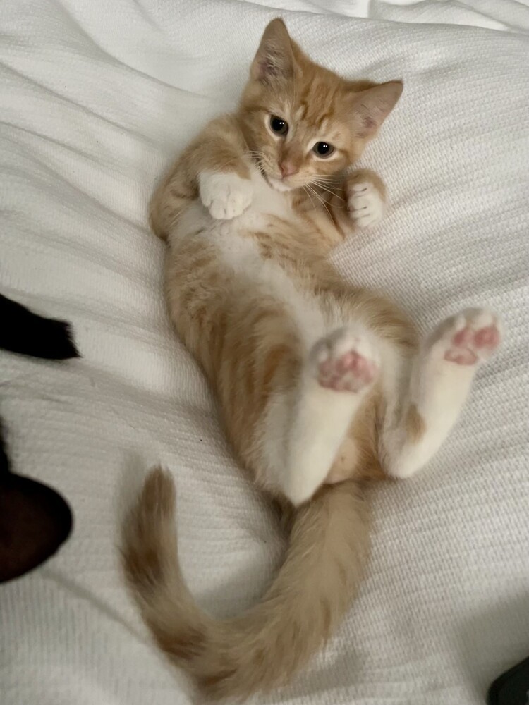 Garfield