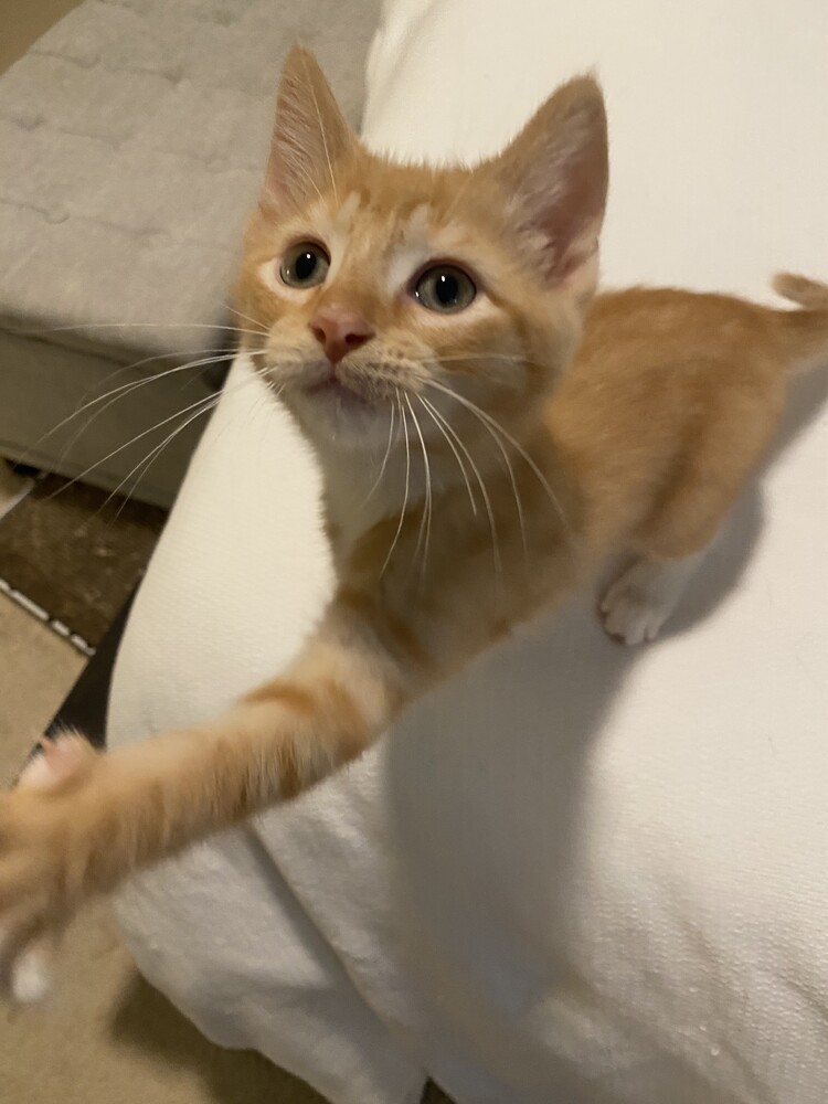 Garfield