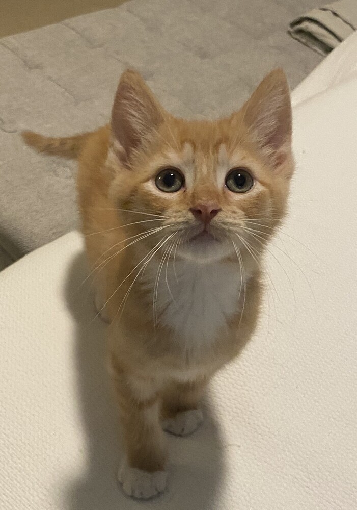 Garfield