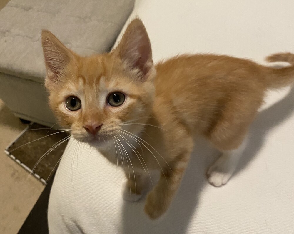 Garfield