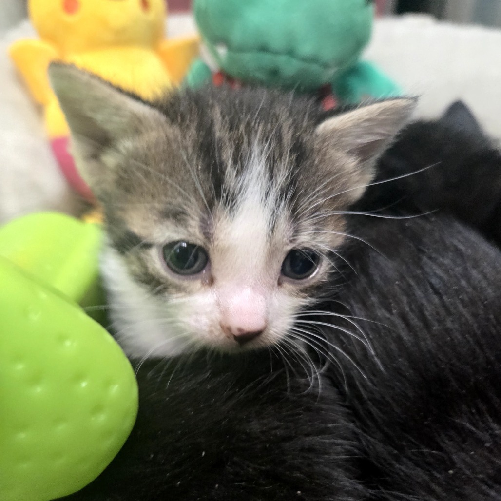 Maewyn, an adoptable American Shorthair in Guaynabo, PR, 00969 | Photo Image 1