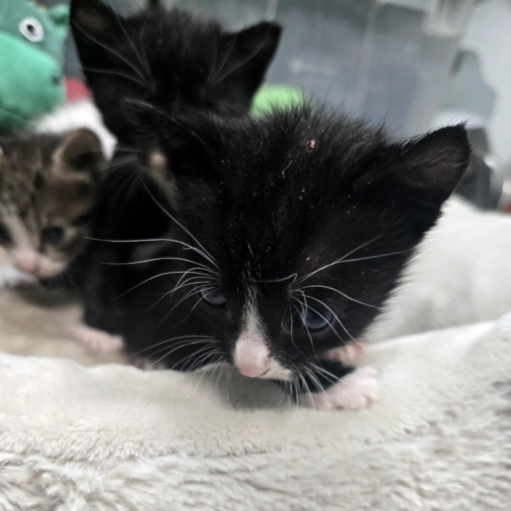 Erin, an adoptable American Shorthair in Guaynabo, PR, 00969 | Photo Image 1