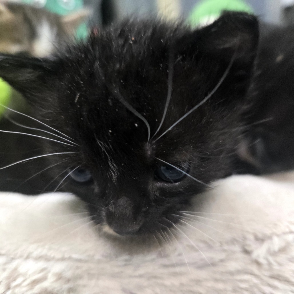 Noirin, an adoptable American Shorthair in Guaynabo, PR, 00969 | Photo Image 1