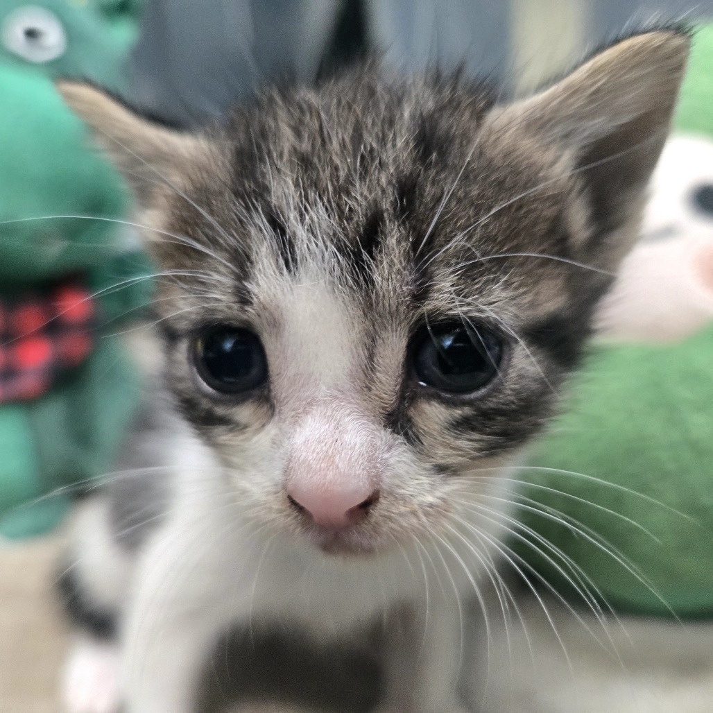 Irlanda, an adoptable American Shorthair in Guaynabo, PR, 00969 | Photo Image 1