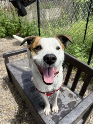 Birthdate 02182024 Breed One of a kind Weight 52 lbs Pluto is a young fun-loving pup with a hu