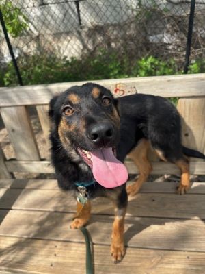 Birthdate 09192024 Breed One of a kind Weight 33 lbs Pollo is a lovable little pup with a heart