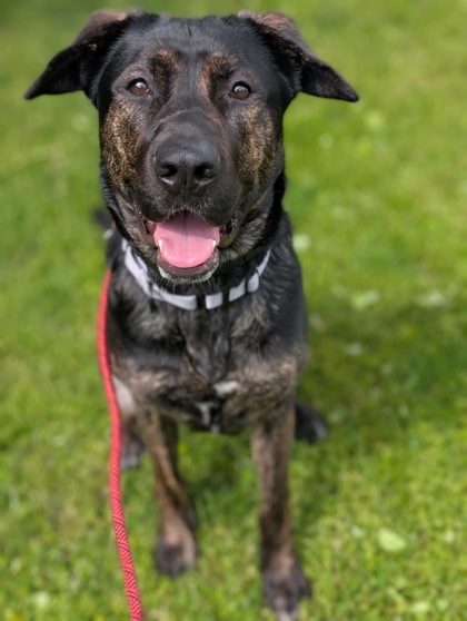 Stella