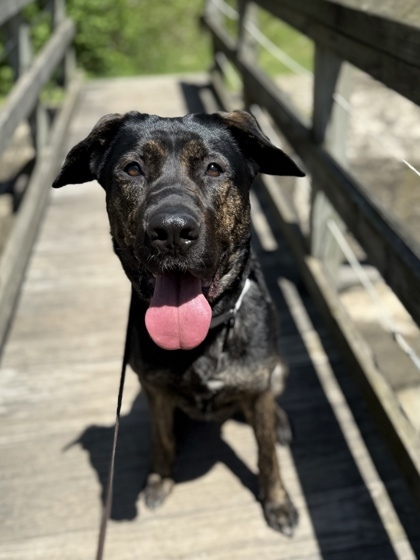 Stella