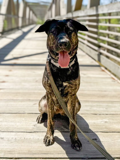 Stella