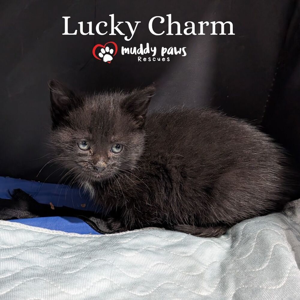 Cereal Kits: Lucky Charm - No Longer Accepting Applications