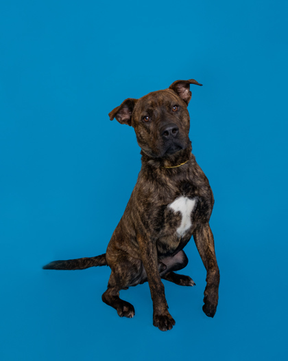 Eddie, an adoptable Pit Bull Terrier, Mixed Breed in Harbor Springs, MI, 49740 | Photo Image 1