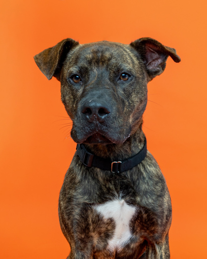 Eddie, an adoptable Pit Bull Terrier, Mixed Breed in Harbor Springs, MI, 49740 | Photo Image 1