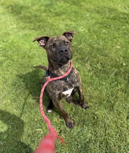 Eddie, an adoptable Pit Bull Terrier, Mixed Breed in Harbor Springs, MI, 49740 | Photo Image 2