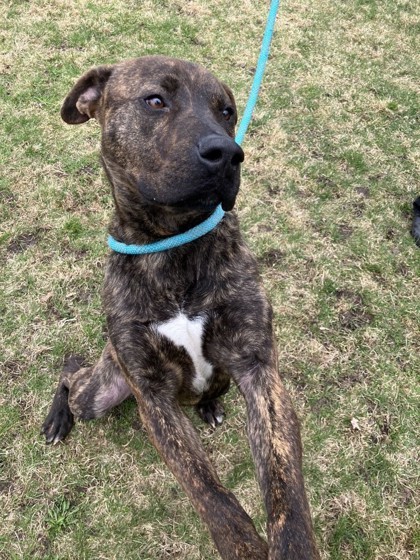 Eddie, an adoptable Pit Bull Terrier, Mixed Breed in Harbor Springs, MI, 49740 | Photo Image 3