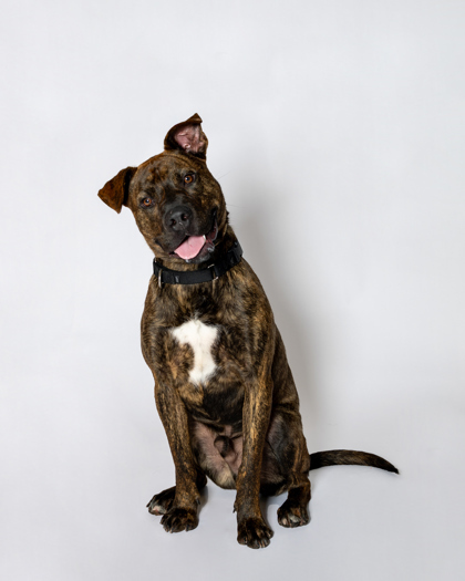 Eddie, an adoptable Pit Bull Terrier, Mixed Breed in Harbor Springs, MI, 49740 | Photo Image 3