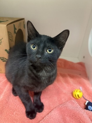 Simon, an adoptable Domestic Short Hair in Harbor Springs, MI, 49740 | Photo Image 1