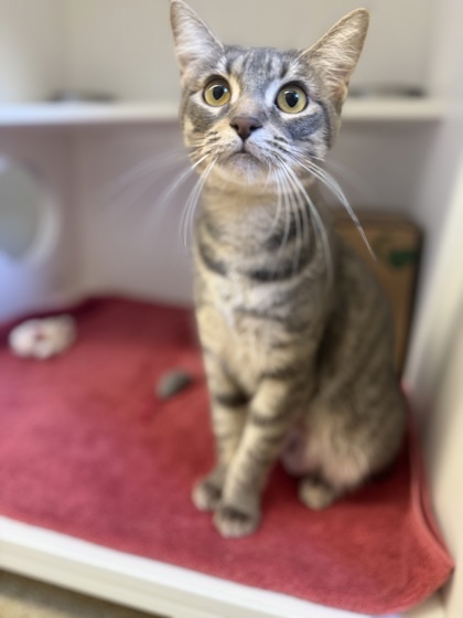 Muffin, an adoptable Domestic Short Hair in Harbor Springs, MI, 49740 | Photo Image 1