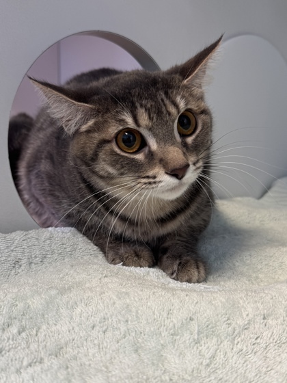Muffin, an adoptable Domestic Short Hair in Harbor Springs, MI, 49740 | Photo Image 2