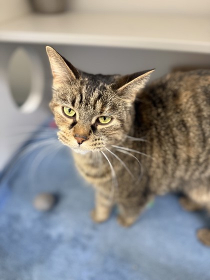 Dragon, an adoptable Domestic Short Hair in Harbor Springs, MI, 49740 | Photo Image 1