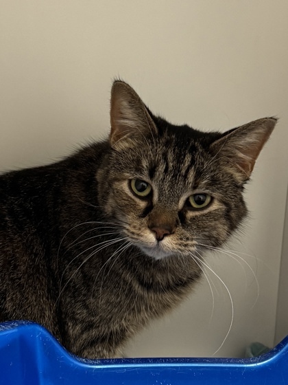 Dragon, an adoptable Domestic Short Hair in Harbor Springs, MI, 49740 | Photo Image 2