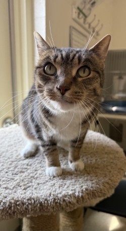 Jane, an adoptable Domestic Short Hair in Harbor Springs, MI, 49740 | Photo Image 1