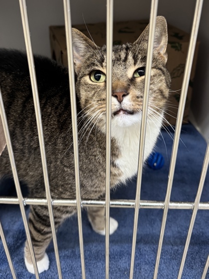 Jane, an adoptable Domestic Short Hair in Harbor Springs, MI, 49740 | Photo Image 2