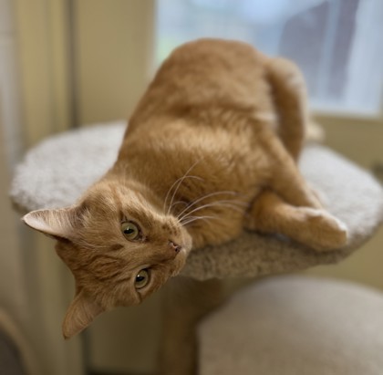 Cotton, an adoptable Domestic Short Hair in Harbor Springs, MI, 49740 | Photo Image 1