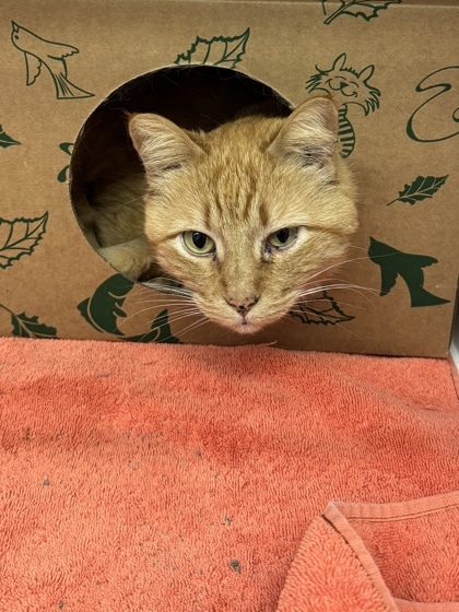 Cotton, an adoptable Domestic Short Hair in Harbor Springs, MI, 49740 | Photo Image 2
