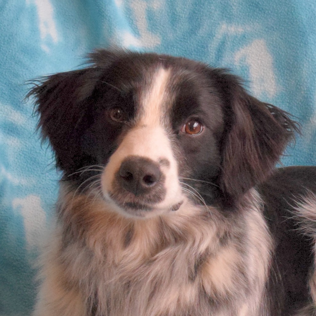 Zig