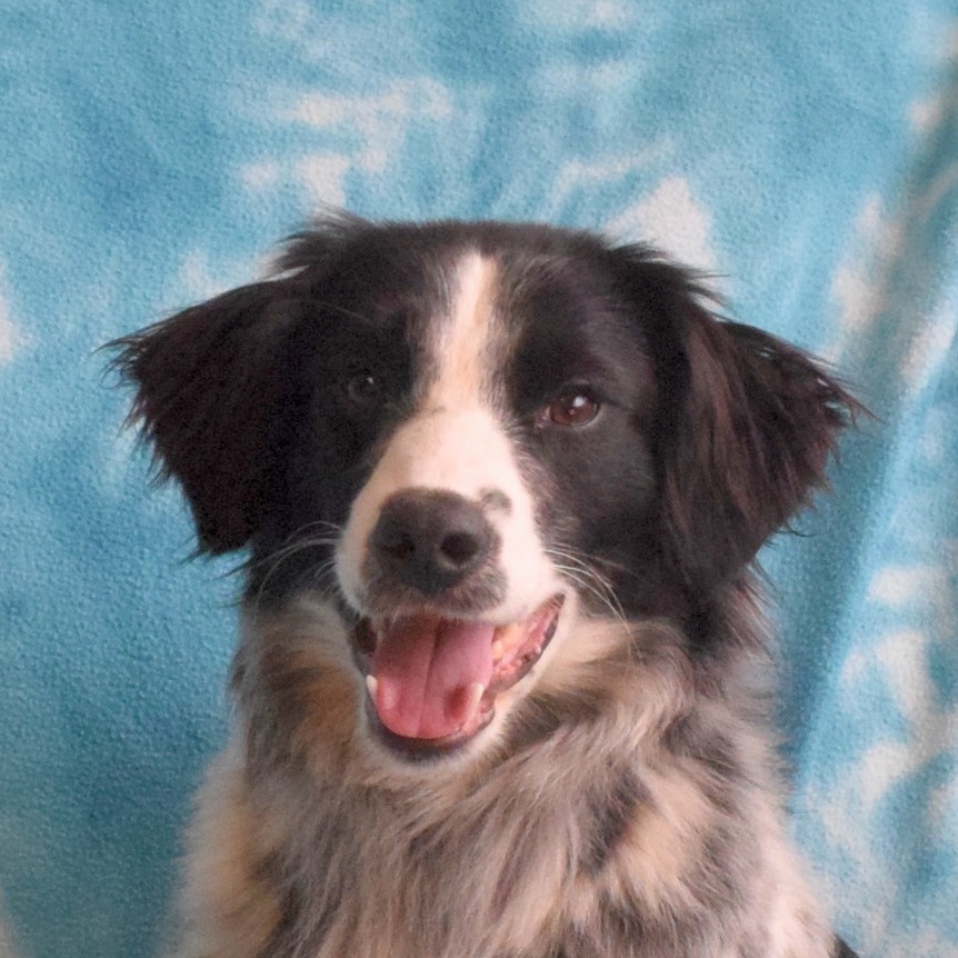 Zig