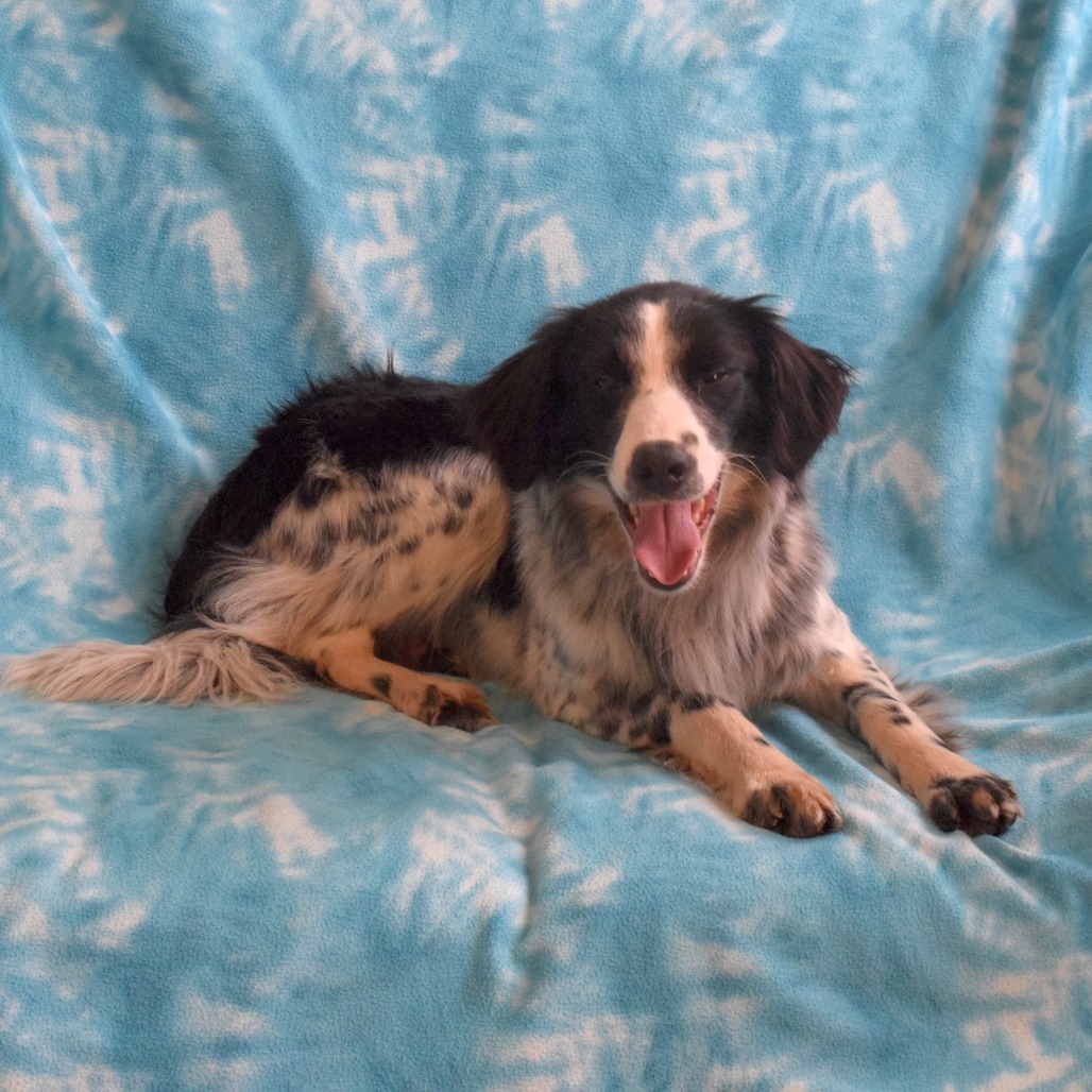 Zig