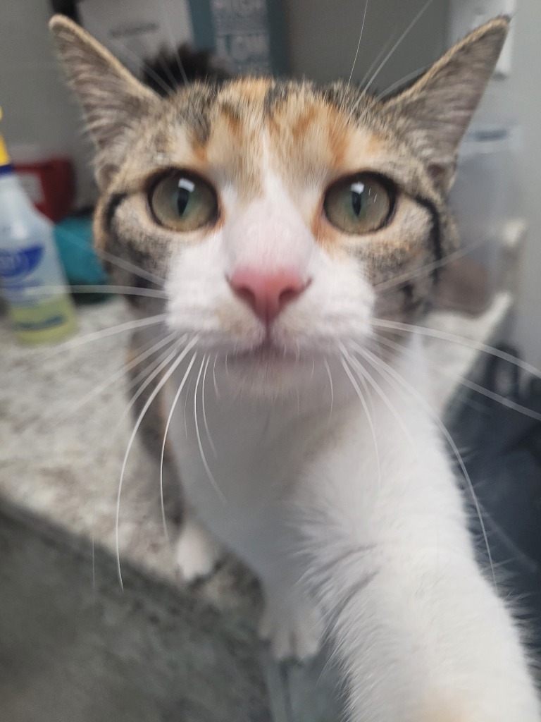 BYRDIE Kitten (f)