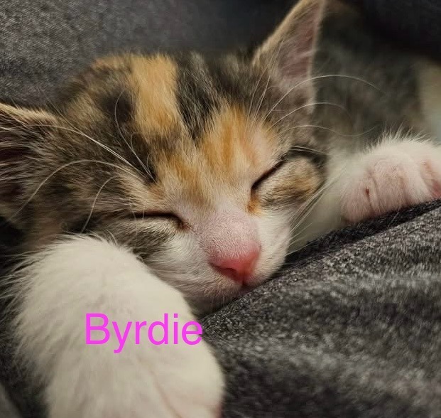 BYRDIE Kitten (f)