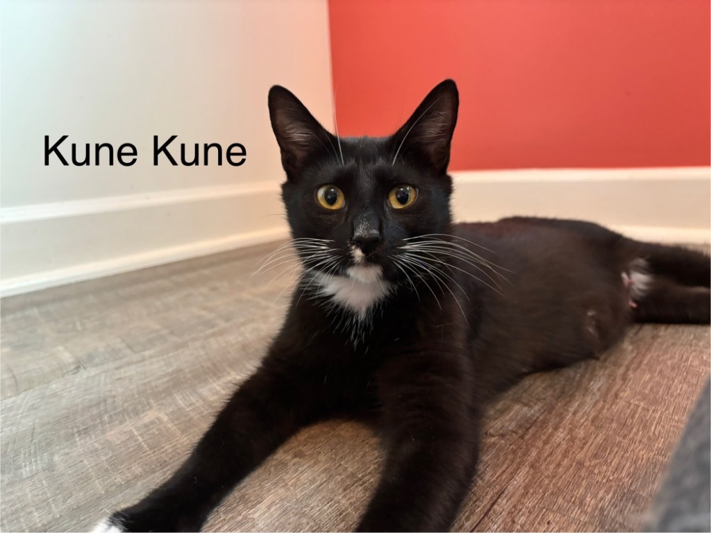 Kune Kune