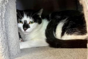 Cowboy, Young Male Domestic Short Hair