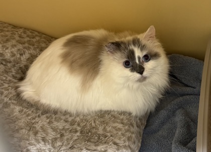Karen -Barn Cat OF9