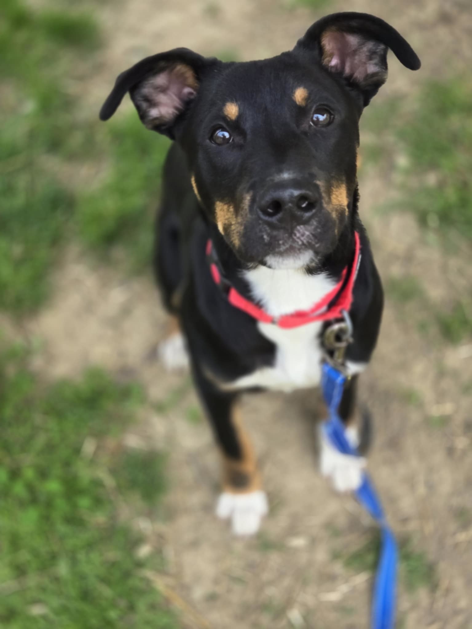 Louie