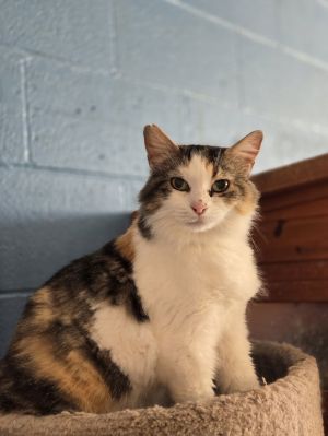 January, Adult Female Calico
