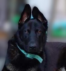 Athena