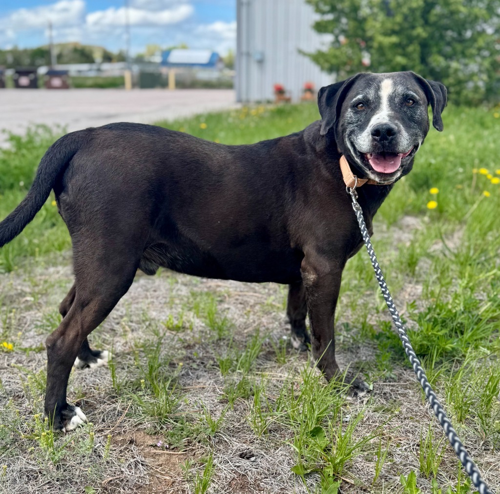 Mojo, an adoptable Labrador Retriever, Pit Bull Terrier in Gillette, WY, 82716 | Photo Image 1