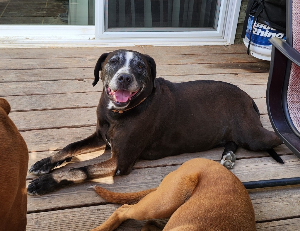 Mojo, an adoptable Labrador Retriever, Pit Bull Terrier in Gillette, WY, 82716 | Photo Image 1