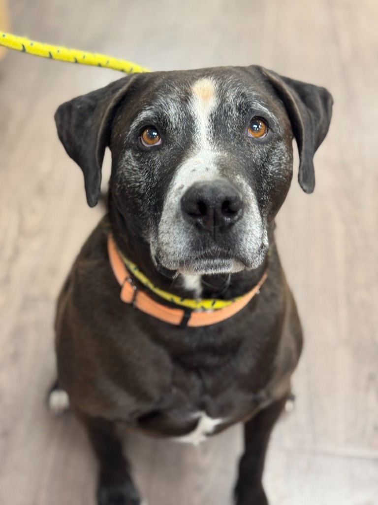Mojo, an adoptable Labrador Retriever, Pit Bull Terrier in Gillette, WY, 82716 | Photo Image 2