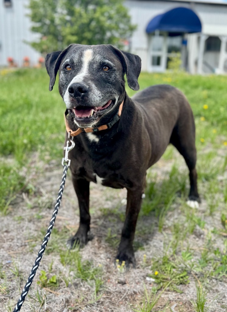 Mojo, an adoptable Labrador Retriever, Pit Bull Terrier in Gillette, WY, 82716 | Photo Image 3