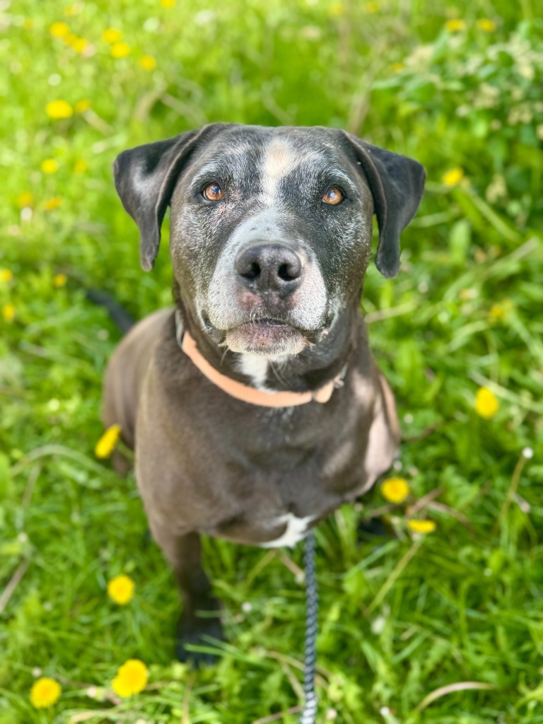 Mojo, an adoptable Labrador Retriever, Pit Bull Terrier in Gillette, WY, 82716 | Photo Image 4