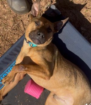 Please contact ADOPTION adoptdoggieharmonyorg for more information about this pet He would be g