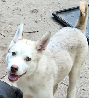 Please contact ADOPTION adoptdoggieharmonyorg for more information about this pet Dundee was du