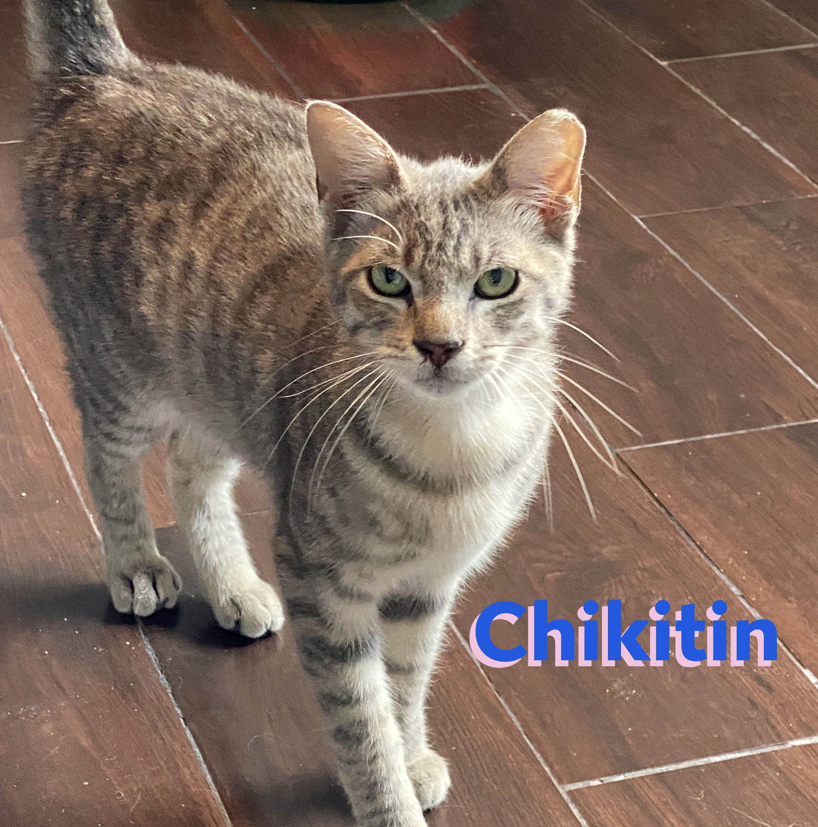 Chikitin #little-dearie